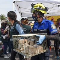 Congreso de la CDMX prohíbe la venta de animales vivos en tianguis y mercados