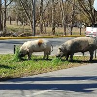 Se acabó el misterio: develan cómo llegaron los cerdos al Limay