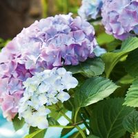 La mejor forma de sembrar tu planta de Hortensia y desmentir el mito de que atrae mala suerte en el amor