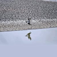 Sombrío panorama de la OMM para México: Megasequías, crisis alimentaria, aumento de temperatura...