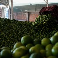 El crimen entronizado en Michoacán... y en el país