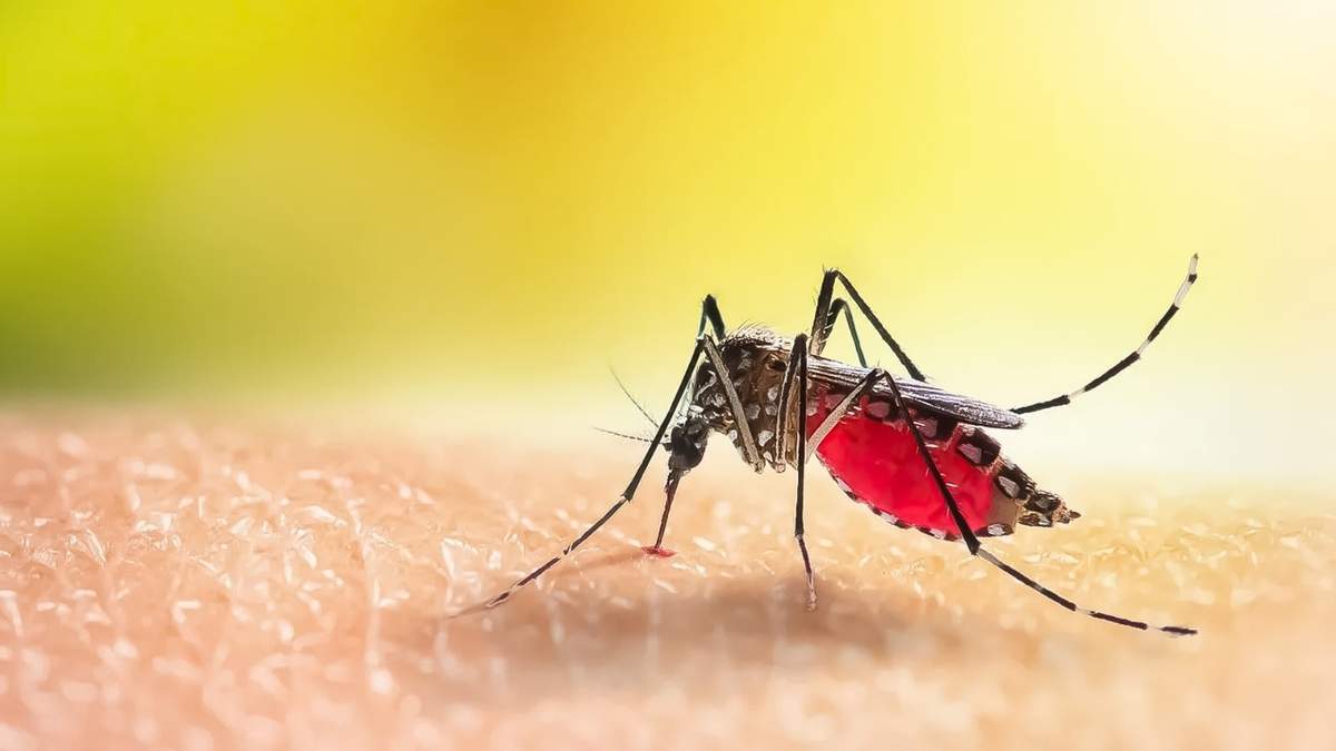 El país alcanzó niveles récord de dengue este año. Fuente: (Twitter)