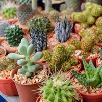 Cómo salvar una suculenta podrida y que vuelva a crecer hermosa y rozagante