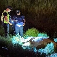 Añelo: una camioneta petrolera chocó contra una vaca en la Ruta 7 y crece la preocupación por los animales sueltos