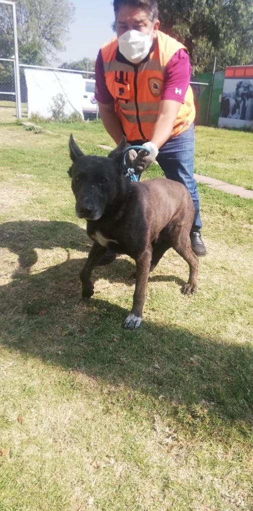 perro