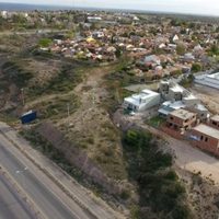 Solicitan suspender la tala de árboles en Terrazas del Neuquén
