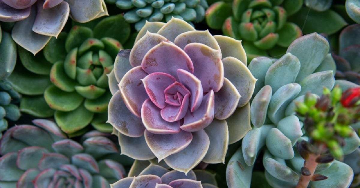 Suculentas. Fuente: (Verdecora)
