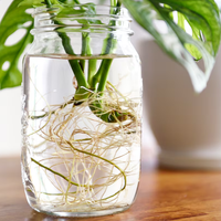 El truco de los jardineros para saber cuándo un esqueje de tu planta está listo para pasarlo a la tierra