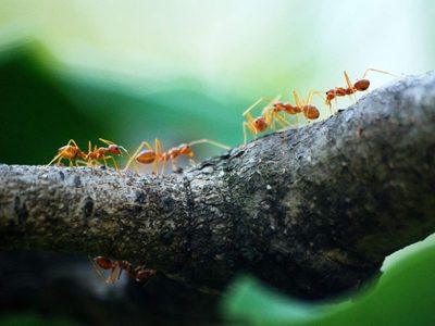 Hormigas