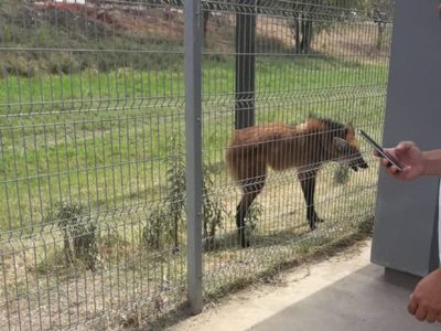 Escapando del incendio, un animal en extinción se refugió en un shopping de Chaco