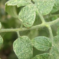 Los insectos que habitan silenciosamente en tu jardín y arruinan las hojas de tus plantas: mirá cómo combatirlos