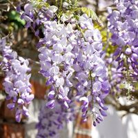 Lográ un verdadero oasis en tu jardín con esta planta de llamativas flores largas y de delicioso aroma