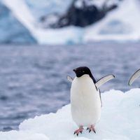 Gripe aviar H5N1 se expande en la Antártida y científicos confirman mortalidad en fauna nativa