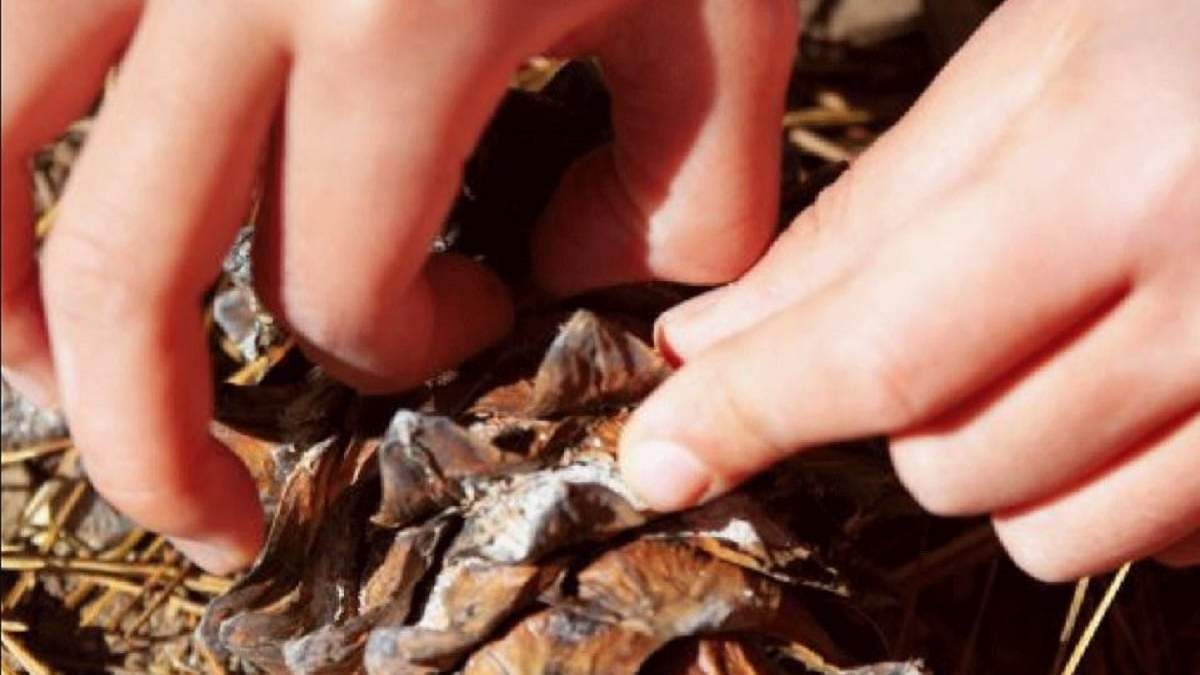 La recolección de piñones, está regida por regulaciones y restricciones por el gobierno de Neuquén. Fuente: (Mejor Informado)