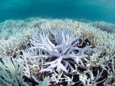 Alertan sobre un sexto blanqueamiento masivo de los arrecifes en Australia: de qué se trata