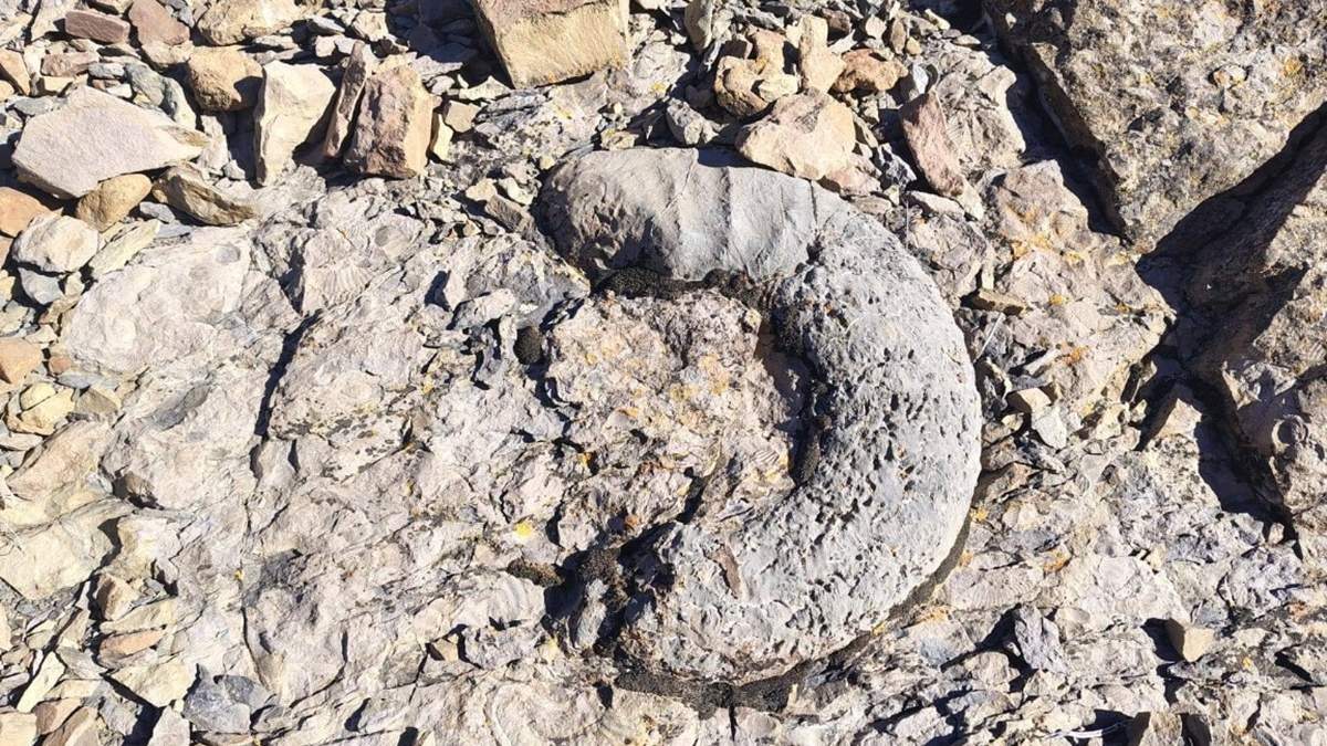 Hay ejemplares de amonites que alcanzan entre 1,20 y 1,50 metros de diámetro. Fuente: (Facebook)