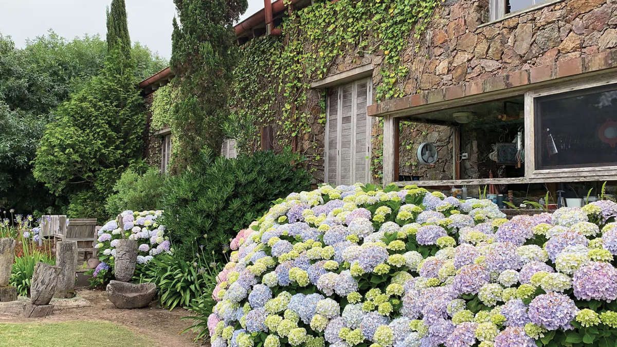 Hortensias. Fuente: (Instagram)