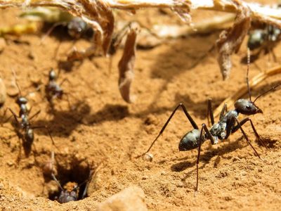 Si nada te funciona para alejar a las hormigas de tus plantas: mirá este truco que los jardineros no quieren que sepas