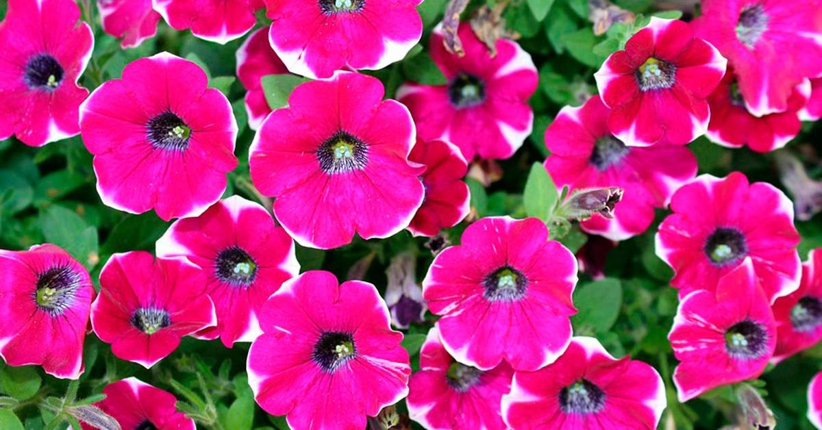 Plantas. Fuente: (Jardinería On)