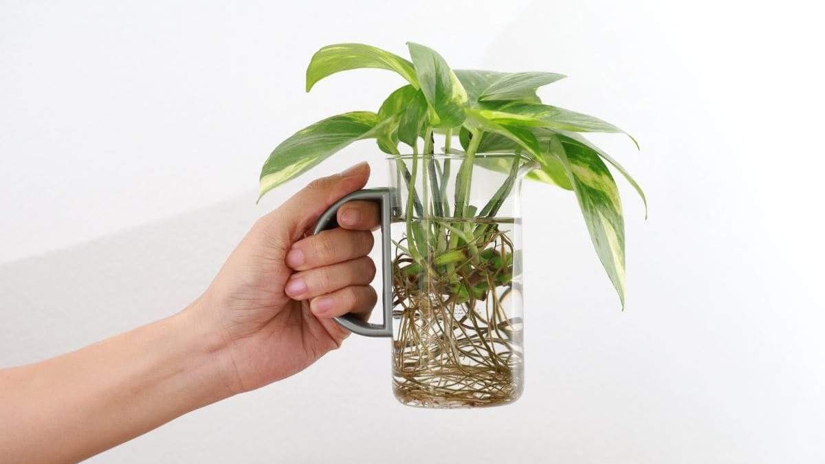 Plantas. Fuente: (X)