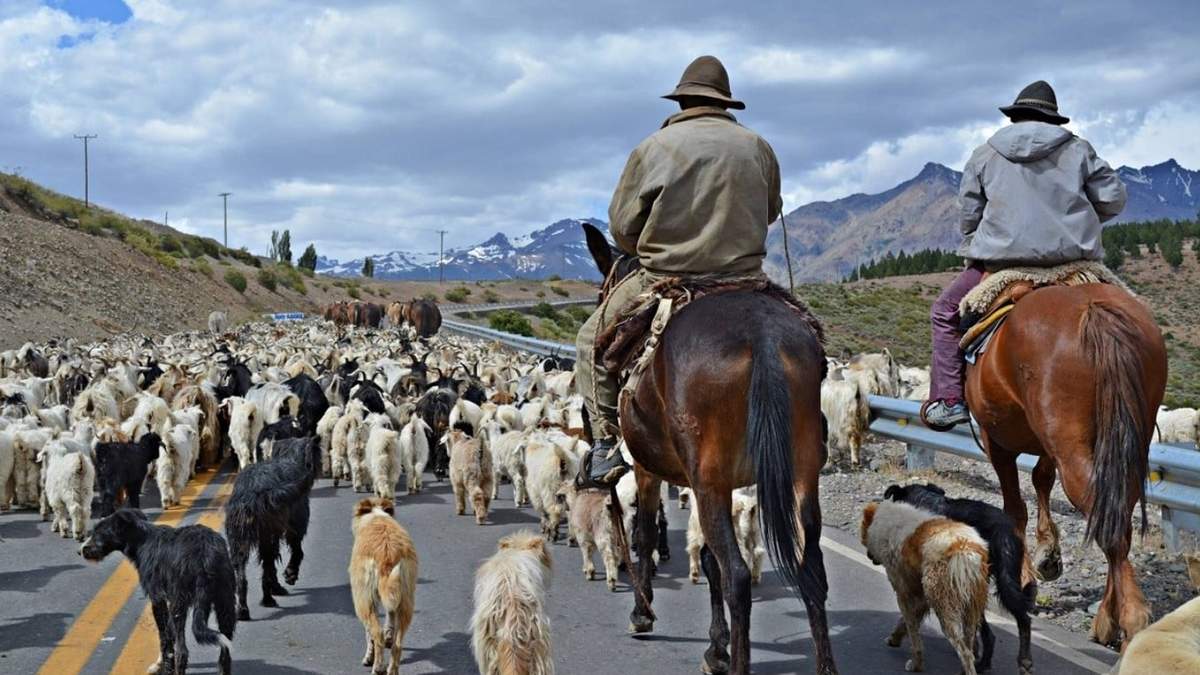 El desplazamiento se adelantó, debido a la sequía y a la escasez de pasturas, que afectan a la región. Fuente: (Gobierno de Neuquén)
