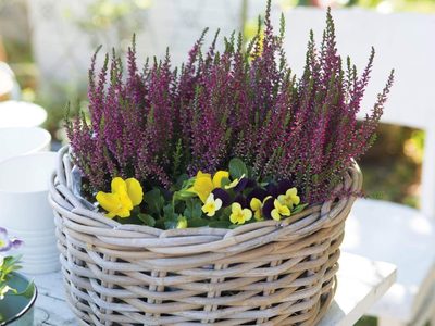 Brezo: los cuidados que necesita esta planta de interior que te cautivará con sus colores