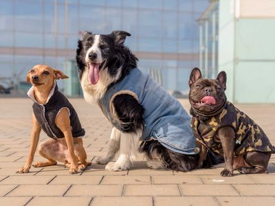 No tires ese buzo viejo y hacé esta ropa para abrigar a tu mascota del frío: sin máquina de coser y en pocos minutos