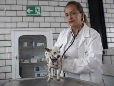 Presentan iniciativa para que servicios veterinarios de mascotas sean deducibles de impuestos