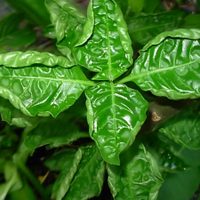 Por qué mis plantas tienen hojas enruladas y qué tengo que hacer para solucionarlo