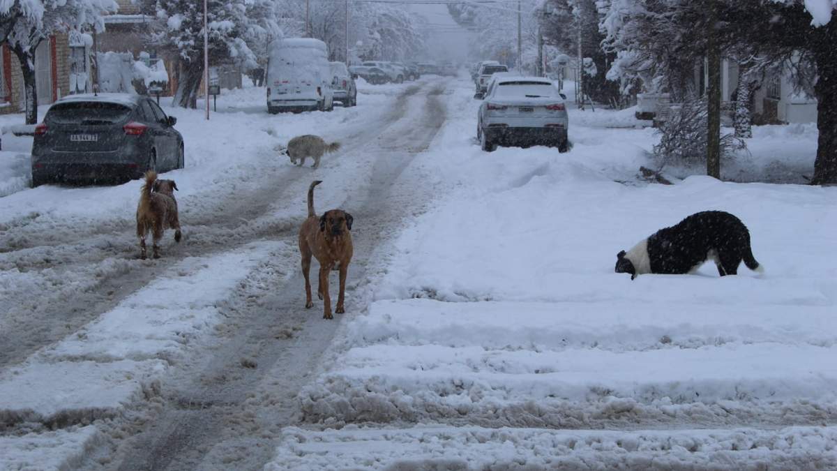 Calles desoladas en Zapala, únicamente la presencia de perros deambulando en la nieve. Fuente: (Daniel Signorile).