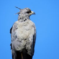 Avistaron una hermosa ave en peligro de extinción en Tunuyán