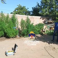 Secuestraron 16 plantas de cannabis y estupefacientes en Cutral Co