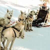 En el cerro Chapelco, denunciaron explotación animal: las imágenes