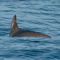 Contra todo pronóstico, las pocas vaquitas marinas restantes se aferran a la supervivencia