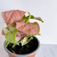 La planta pequeña con hojas en forma de corazón que es perfecta para canteros o macetas colgantes