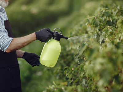 Lo que ocultan los jardineros: el truco natural y económico para mantener tus plantas libres de plagas