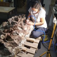 Identificaron a un Bicharracosaurus en Chubut: el dinosaurio que vivió hace más de 150 millones de años
