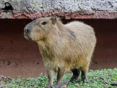 Muere capibara durante su etapa de adaptación en zoológico de Tamaulipas