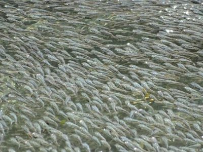 Pequeños peces en México espantan a sus depredadores creando olas