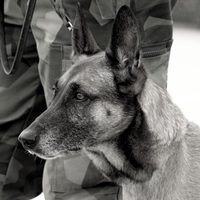 En México 7 de cada 10 mascotas sufren maltrato: IBD