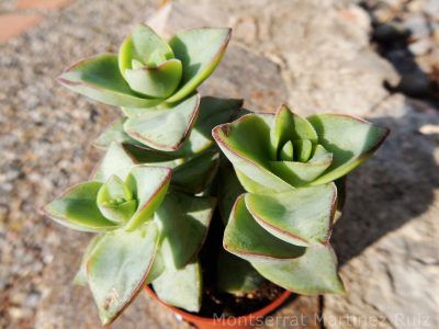 Crassula perforata: los cuidados para que esta exótica suculenta florezca sin cesar