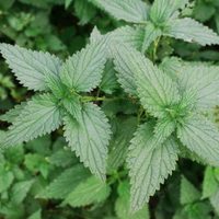 La planta que nadie quiere en su jardín pero que es un verdadero tesoro
