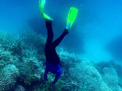 Como se temía, una ola de calor dañó el 91% de la Gran Barrera de Coral de Australia