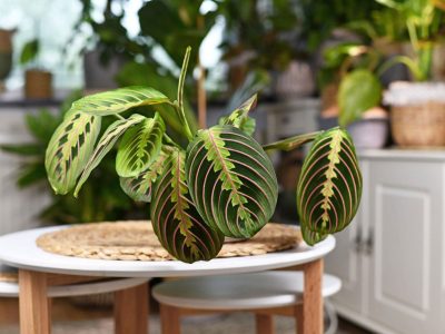 Cuidar una Calathea no es tan difícil, si seguís estos consejos de los expertos para que tu planta se vuelva vigorosa