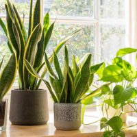 Por qué las hojas de tus plantas se secan: 3 errores que no deberías cometer