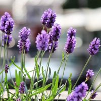 Poné la Lavanda en este lugar de tu casa y vas a atraer el dinero y la abundancia a tu vida