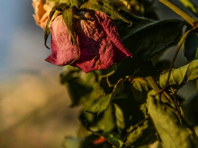 Si tus plantas se mueren días después de comprarlas, esta es la solución definitiva