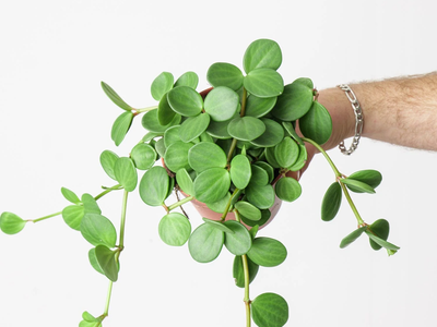 La pequeña planta que es milagrosa para la salud de tu familia, solo con tenerla en tu casa