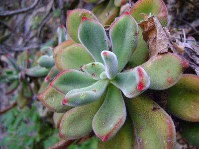 Suculentas peludas: cómo cuidar de esta variedad diferente y elegante