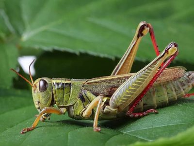 Curiosidades sobre los saltamontes: el insecto que si aparece en tu casa esconde un poderoso mensaje
